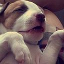 Emmanuel Quesada Gomez