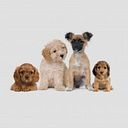 AdopcionesMedellín.com