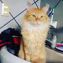 Gibráin Manuel Carrillo campos