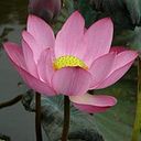 Maria Balsas Sanchez