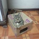 Miguel Campos Villalobos