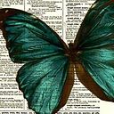 Marcia Tavares Pinheiro