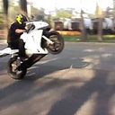 Fox Stunt