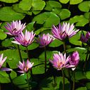 Carla Fuentes Espinal