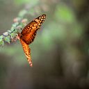 Alaide Sedano Panduro