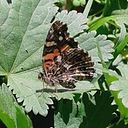 María Fabiana Molina