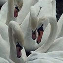 パイナップル レモン