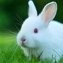 laura sofia gordillo arango