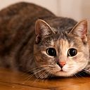 Estephanie Montenegro