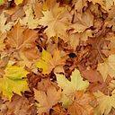 Carmen Martin Candilejo