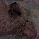 Norma Delgado Mendivil