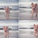 Andrea Dominguez Lage