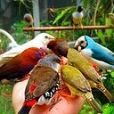 Jose Antonio Castellon Pujante