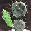 Brandon Berumen Salazar