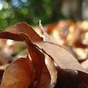 Eugenia Ferrero Buffa