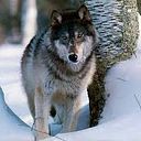 carlos andres bohorquez torres