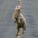 Manuel Alejandro Colque Morales