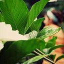 lucilacor
