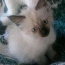 Andres Felipe Perdomo Sánchez