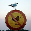 Eduardo Villablanca Herrera