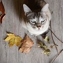 Claudia Molina Maureira