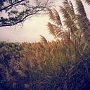 Mara Corrales Orosco