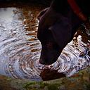 Helen Comellas Cruzado