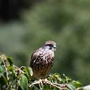 Victorjar Alonso Ramos