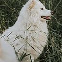 Manuel Franco Angarita