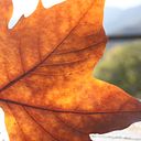 Alba Fernández Carbonell