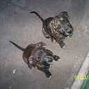 Ivanna Del Valle Bassino