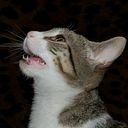 Paula García Acebes