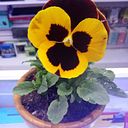 Sharitmy Ventura Martínez