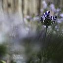 Maria Martha Lasmartres