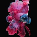 Xochitl Vélez Portillo