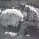 Alfonso León