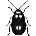 Carmen Marina Contreras