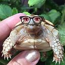 Andrea Accossato Tortuga Tenaz