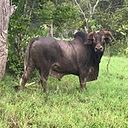 Ganadería JC Salazar