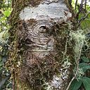 Feña Quintana Pistono