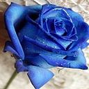 Judith Rocío Berrío Díaz