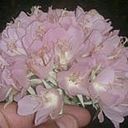 Sabri Mallea