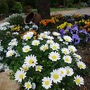 Rosa Luz Borquez Rosales