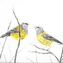 Lluvia de Verano Acuarelas