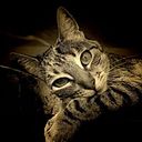 Fernanda Callisaya Torrez