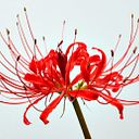 felipe benavides sanchez