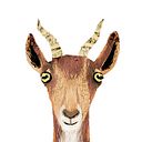 maribel_lechuga_ilustracion