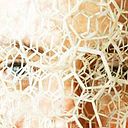 Pilar García-Huidobro