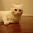 Claudia Macchiavello