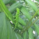 María Hurtado Ricardi